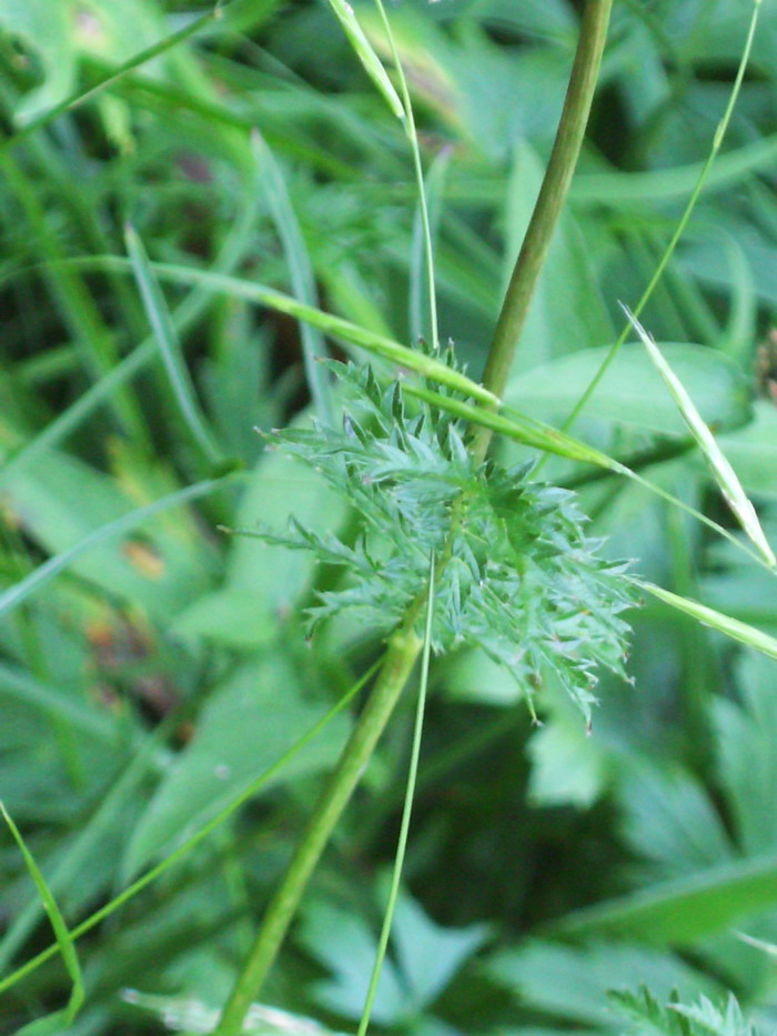 Val di ledro Filipendula vulgaris Moench